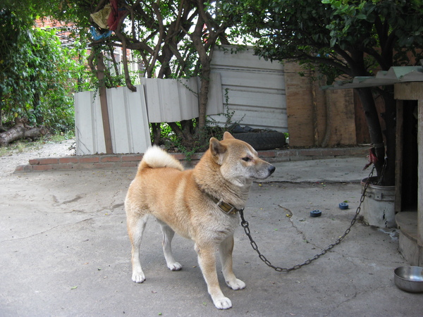 dog-1.JPG dog-1.JPG