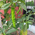 green chili