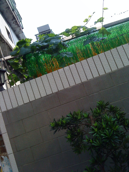 green on the wall.JPG green on the wall.JPG