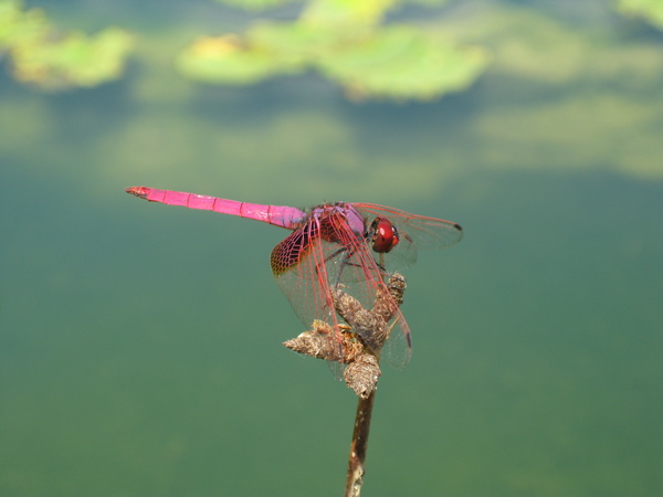 red dragonfly