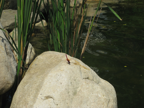 dragonfly-1 dragonfly-1