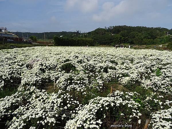 杭菊1.JPG