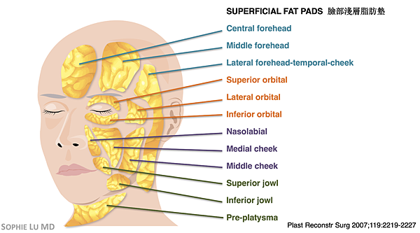 AMWC_Superficial Fat.png