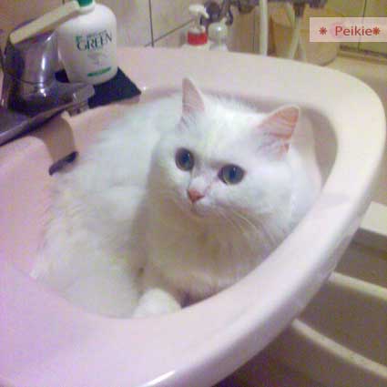 洗臉盆的貓1.jpg