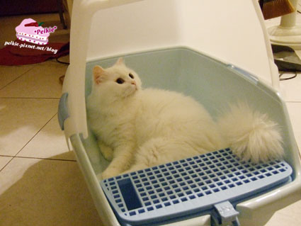 新貓砂屋咩咩1.jpg 新貓砂屋咩咩1.jpg