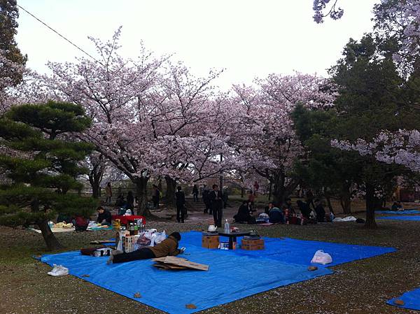 舞鶴公園花見