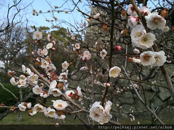 舞鶴公園