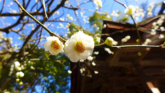 太宰府梅花