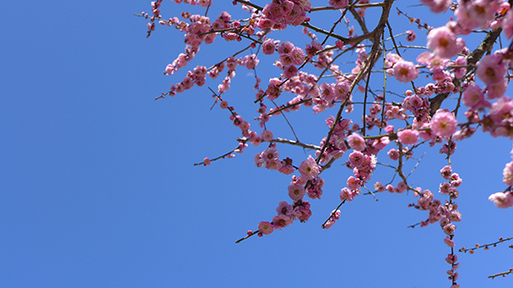 太宰府梅花