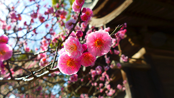 太宰府梅花