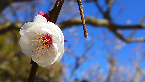 太宰府梅花