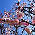 太宰府梅花