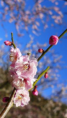 太宰府梅花