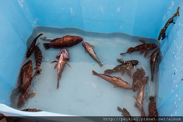 日本九州釣魚體驗・坐船到日本海體驗釣魚體驗・長崎松浦