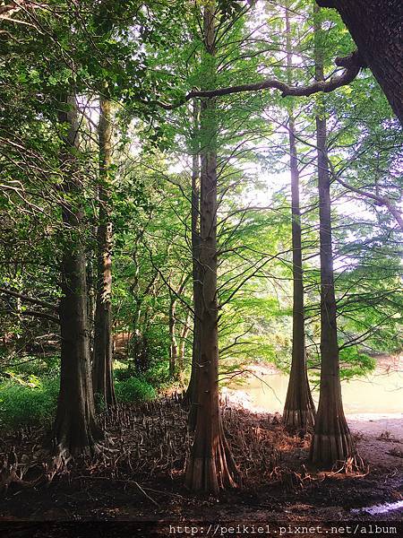 篠栗九大の森