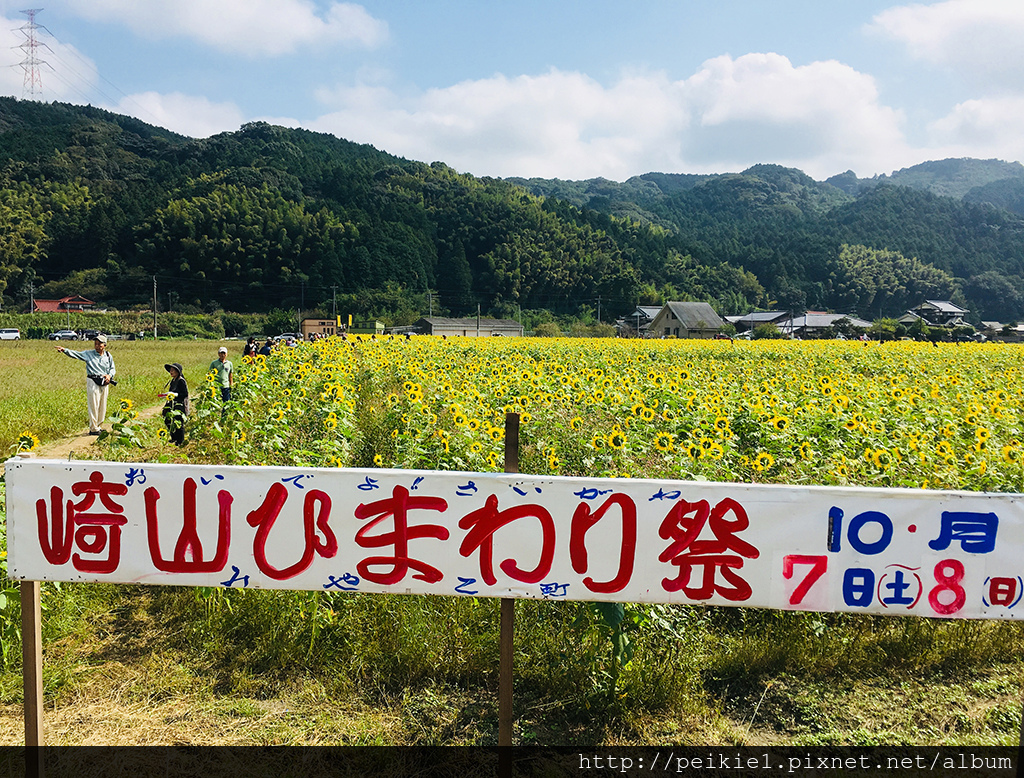 福岡県みやこ町ひまわり祭り山崎。福岡縣京都町向日葵花祭典 福岡県みやこ町ひまわり祭り山崎。福岡縣京都町向日葵花祭典
