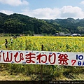 福岡県みやこ町ひまわり祭り山崎。福岡縣京都町向日葵花祭典