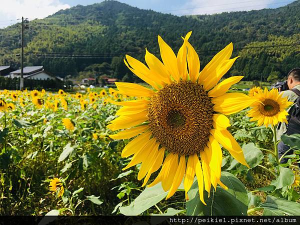 福岡県みやこ町ひまわり祭り山崎。福岡縣京都町向日葵花祭典