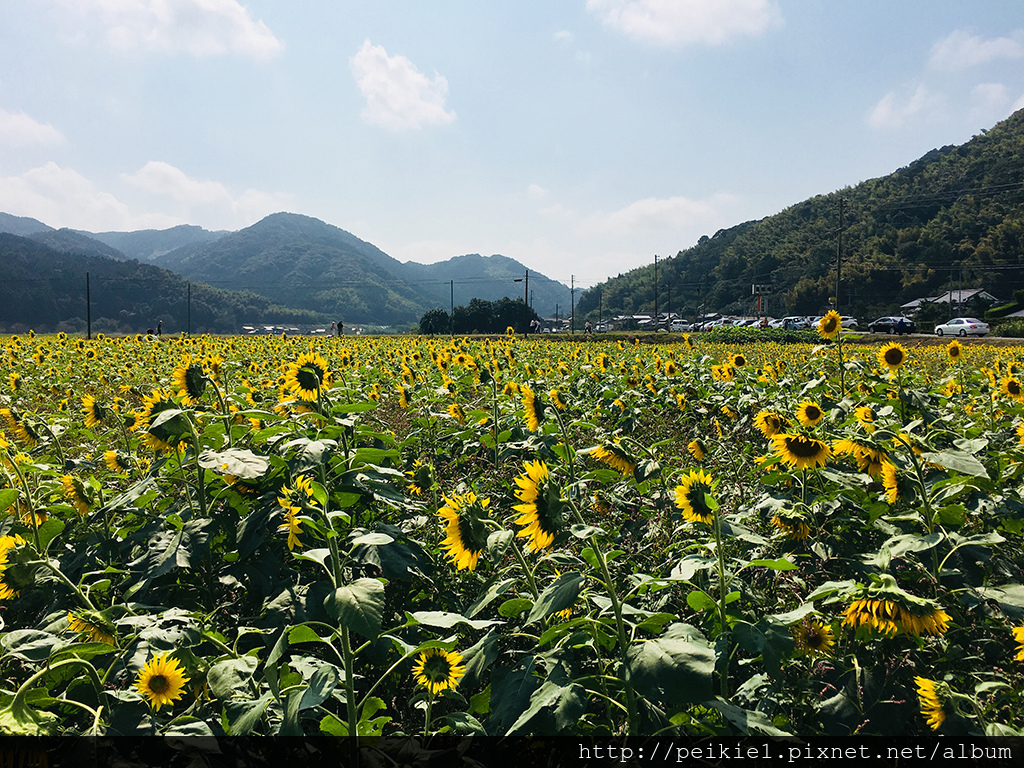 福岡県みやこ町ひまわり祭り山崎。福岡縣京都町向日葵花祭典 福岡県みやこ町ひまわり祭り山崎。福岡縣京都町向日葵花祭典