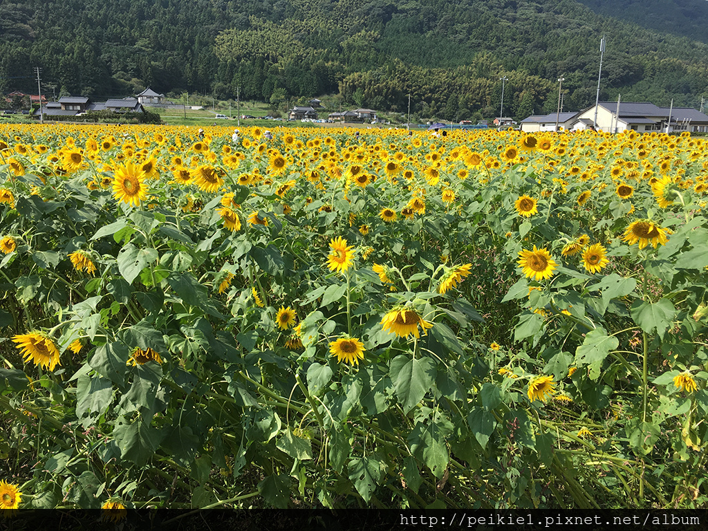 福岡県みやこ町ひまわり祭り山崎。福岡縣京都町向日葵花祭典