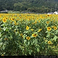 福岡県みやこ町ひまわり祭り山崎。福岡縣京都町向日葵花祭典