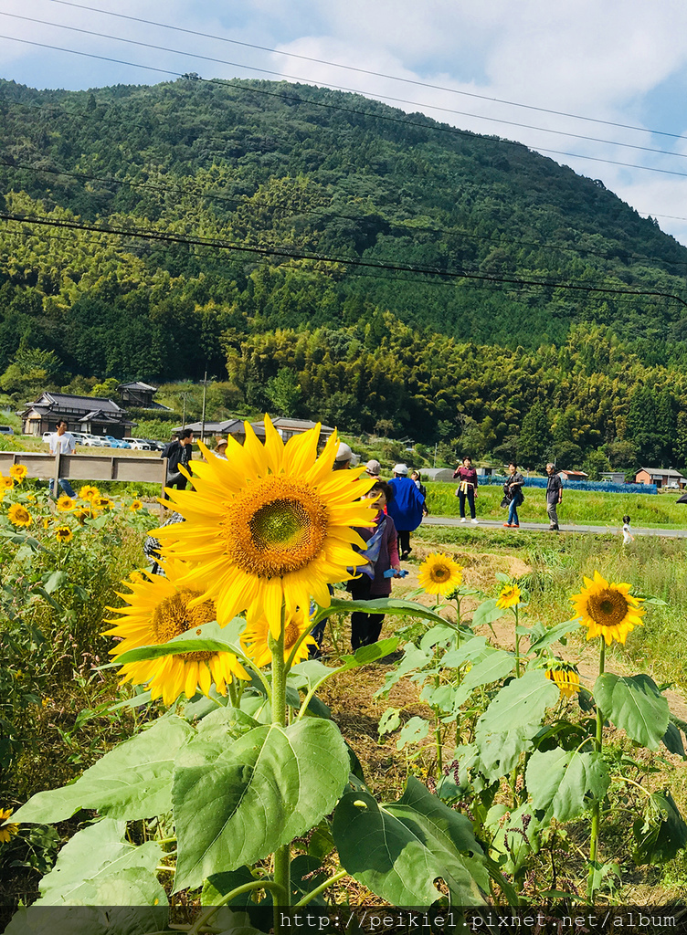 福岡県みやこ町ひまわり祭り山崎。福岡縣京都町向日葵花祭典 福岡県みやこ町ひまわり祭り山崎。福岡縣京都町向日葵花祭典