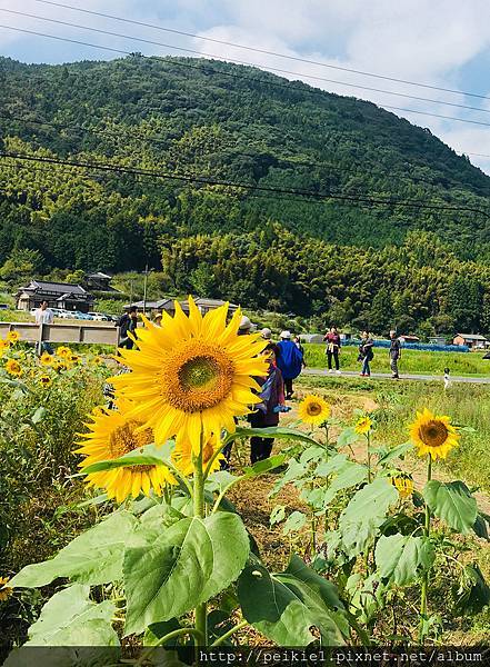 福岡県みやこ町ひまわり祭り山崎。福岡縣京都町向日葵花祭典