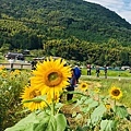 福岡県みやこ町ひまわり祭り山崎。福岡縣京都町向日葵花祭典