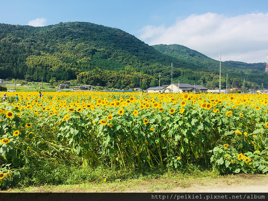 福岡県みやこ町ひまわり祭り山崎。福岡縣京都町向日葵花祭典 福岡県みやこ町ひまわり祭り山崎。福岡縣京都町向日葵花祭典