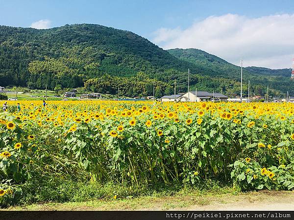 福岡県みやこ町ひまわり祭り山崎。福岡縣京都町向日葵花祭典