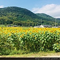 福岡県みやこ町ひまわり祭り山崎。福岡縣京都町向日葵花祭典