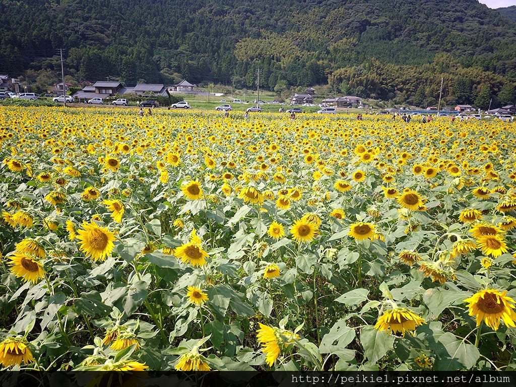 福岡県みやこ町ひまわり祭り山崎。福岡縣京都町向日葵花祭典 福岡県みやこ町ひまわり祭り山崎。福岡縣京都町向日葵花祭典