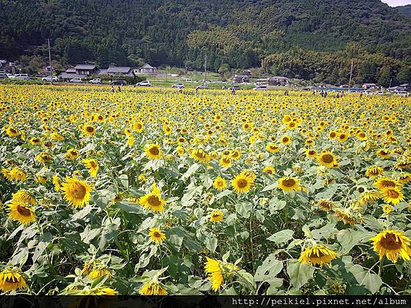 福岡県みやこ町ひまわり祭り山崎。福岡縣京都町向日葵花祭典