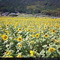 福岡県みやこ町ひまわり祭り山崎。福岡縣京都町向日葵花祭典