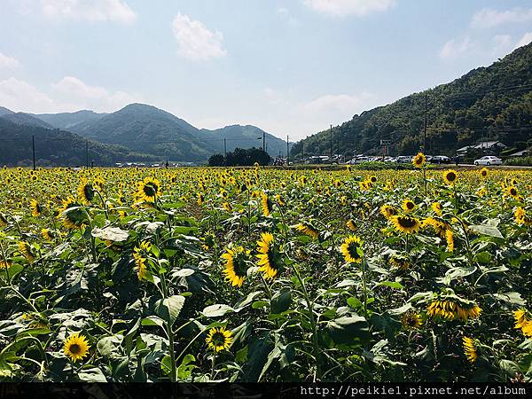 福岡県みやこ町ひまわり祭り山崎。福岡縣京都町向日葵花祭典