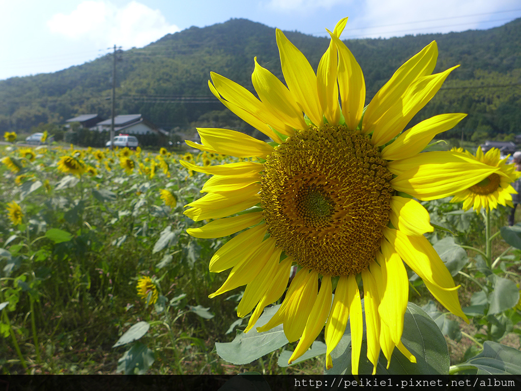 福岡県みやこ町ひまわり祭り山崎。福岡縣京都町向日葵花祭典 福岡県みやこ町ひまわり祭り山崎。福岡縣京都町向日葵花祭典