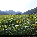 福岡県みやこ町ひまわり祭り山崎。福岡縣京都町向日葵花祭典