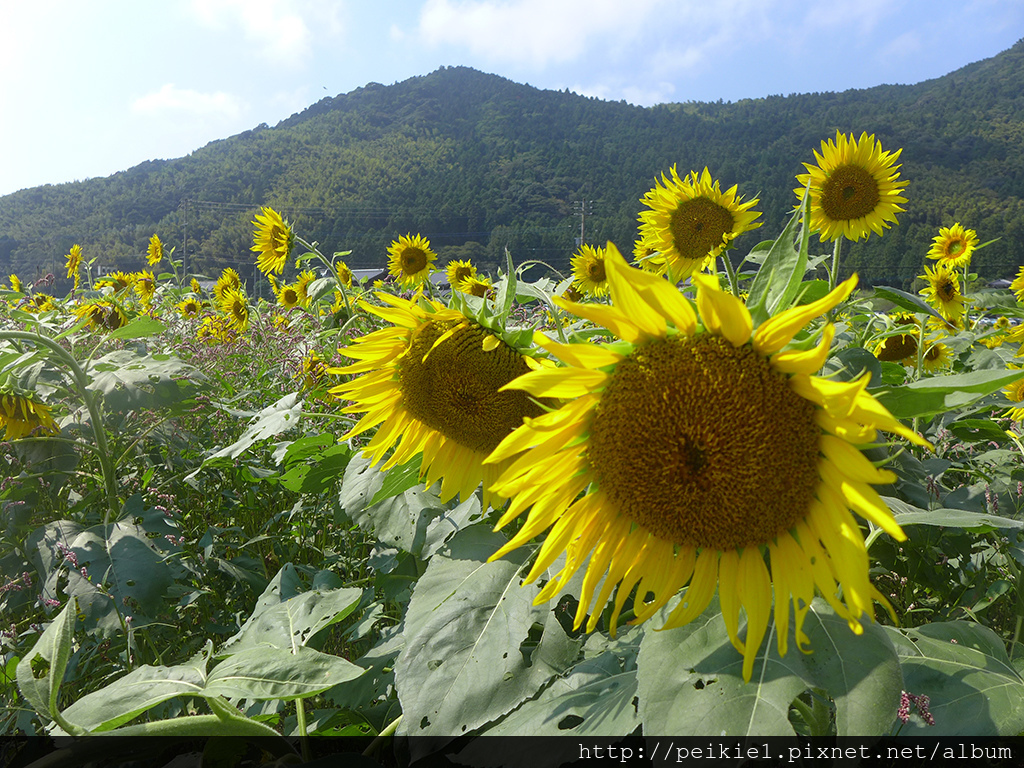 福岡県みやこ町ひまわり祭り山崎。福岡縣京都町向日葵花祭典 福岡県みやこ町ひまわり祭り山崎。福岡縣京都町向日葵花祭典