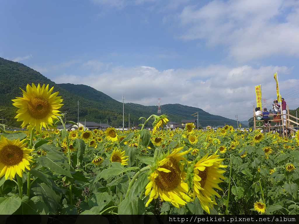 福岡県みやこ町ひまわり祭り山崎。福岡縣京都町向日葵花祭典 福岡県みやこ町ひまわり祭り山崎。福岡縣京都町向日葵花祭典