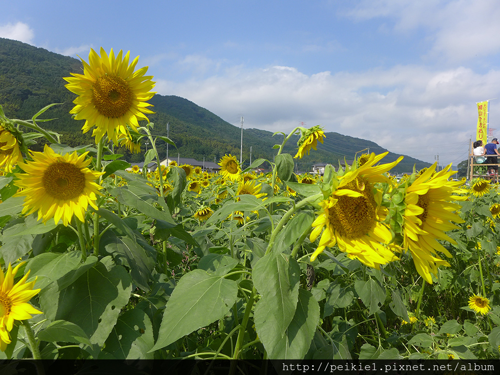 福岡県みやこ町ひまわり祭り山崎。福岡縣京都町向日葵花祭典 福岡県みやこ町ひまわり祭り山崎。福岡縣京都町向日葵花祭典