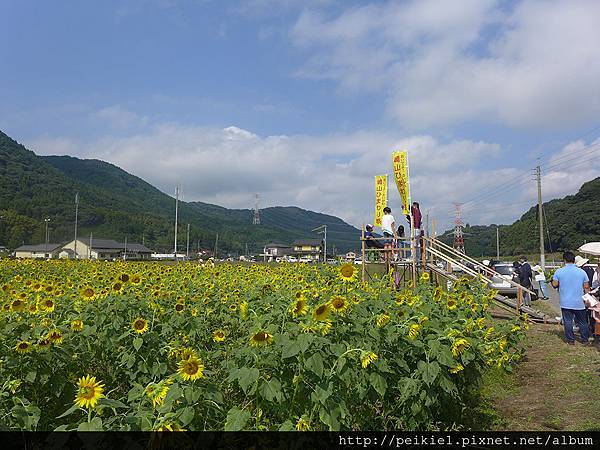 福岡県みやこ町ひまわり祭り山崎。福岡縣京都町向日葵花祭典