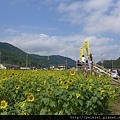 福岡県みやこ町ひまわり祭り山崎。福岡縣京都町向日葵花祭典