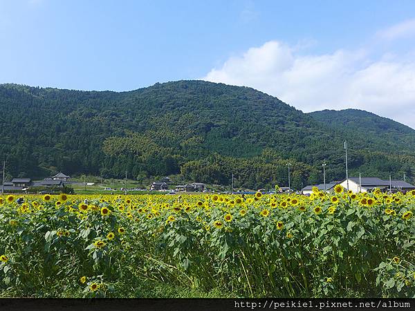 福岡県みやこ町ひまわり祭り山崎。福岡縣京都町向日葵花祭典