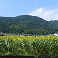 福岡県みやこ町ひまわり祭り山崎。福岡縣京都町向日葵花祭典