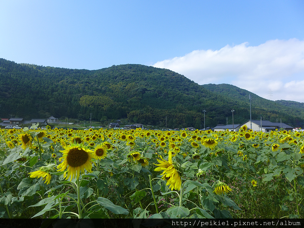 福岡県みやこ町ひまわり祭り山崎。福岡縣京都町向日葵花祭典 福岡県みやこ町ひまわり祭り山崎。福岡縣京都町向日葵花祭典