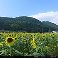 福岡県みやこ町ひまわり祭り山崎。福岡縣京都町向日葵花祭典