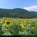 福岡県みやこ町ひまわり祭り山崎。福岡縣京都町向日葵花祭典