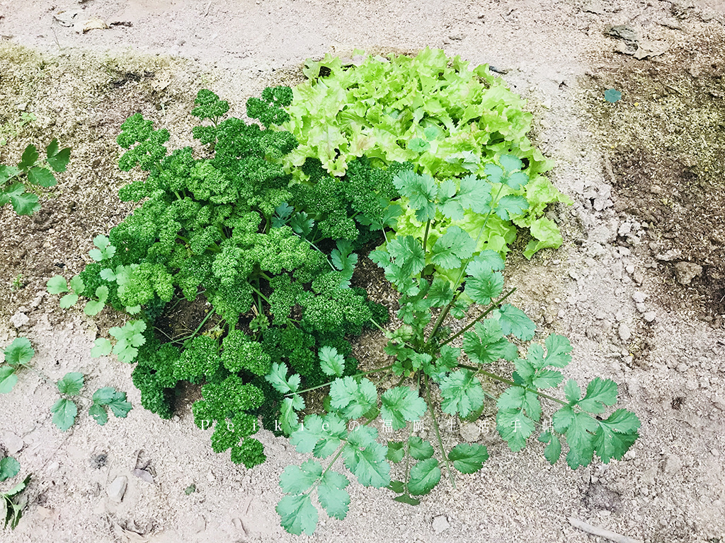 佐賀縣唐津。住宿有山有海的荷蘭設計小木屋民泊