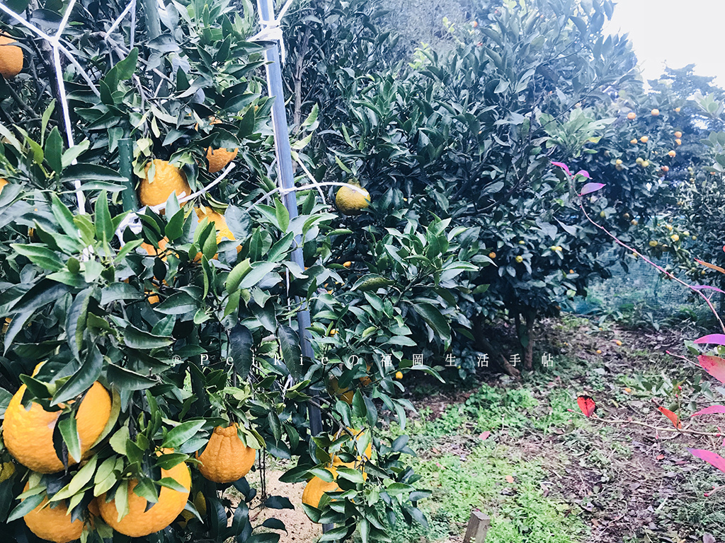 佐賀縣唐津。住宿有山有海的荷蘭設計小木屋民泊