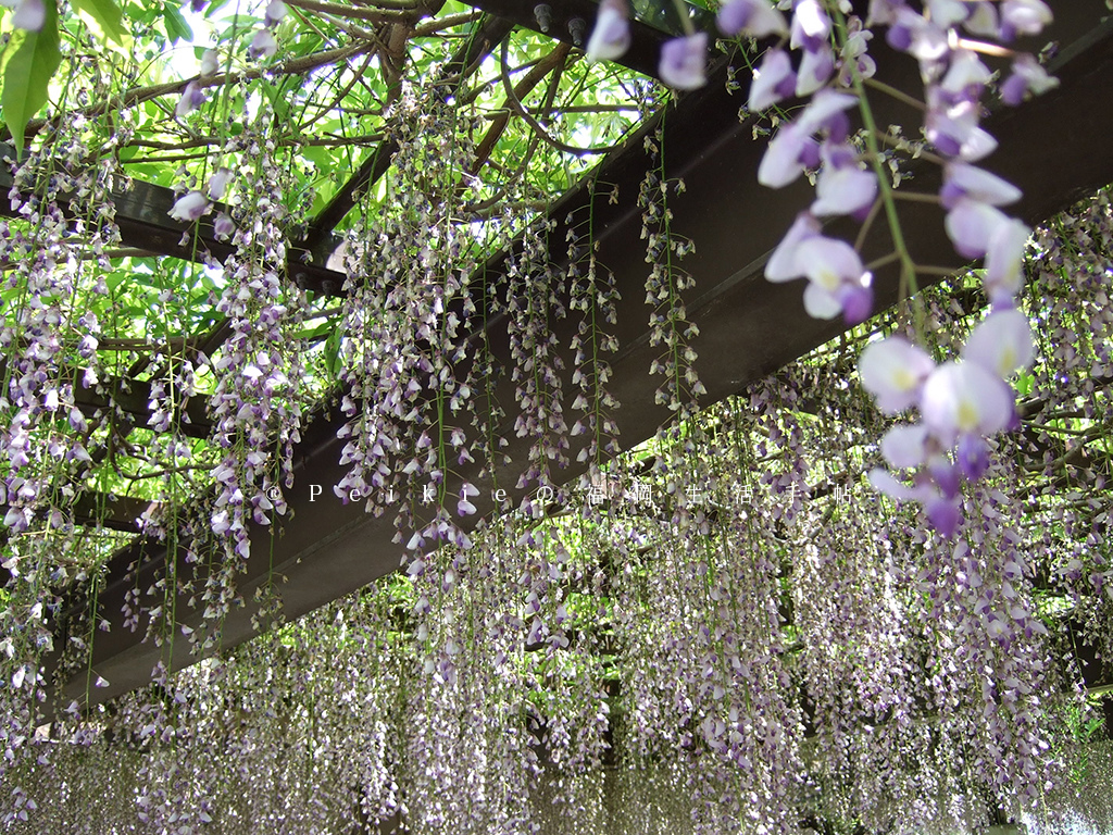 紫色的漂亮・5月北九州藤花盛開的河內藤園